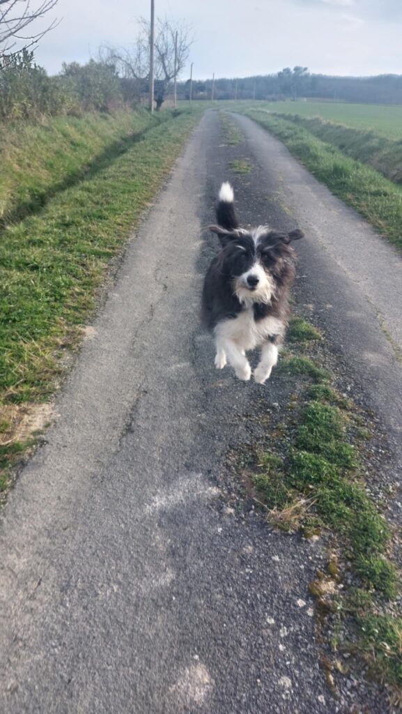 Sigma, la mascotte